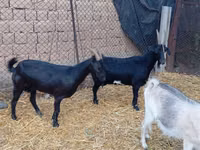 Billy Goat, Saanen goat — photo 1