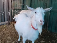 Mbuzi jike, Saanen goat — picha 2