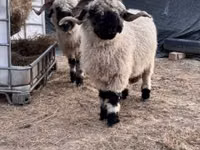 Sheep, Valais Blacknose sheep — photo 3