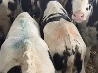 Rinder (Partie, Geschlecht nicht angegeben), Simmental cattle — Foto 6