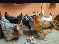 हाइसेक्स — फ़ोटो 6