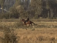 Farasi jike, French Trotter — picha 4