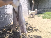 Mbuzi dume, Gulabi goats — picha 3