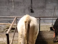 Овца, Дала овца — фото 2