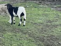 Ram, Dorper sheep — photo 1