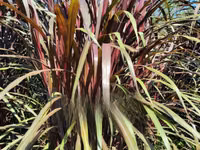 Juncao Chinese Magic Grass — фото 3