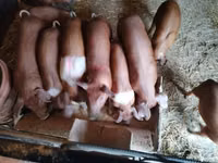 Pigs (batch, sex not specified), Pigs — photo 2