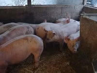 Boar — photo 3