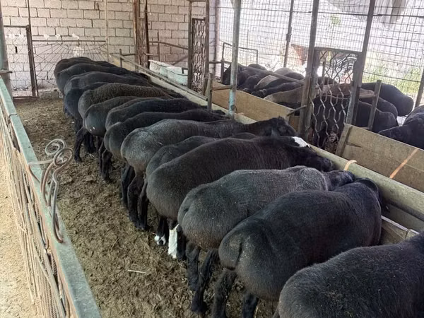 Ram, Sheep