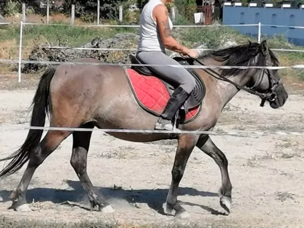 घोड़ी, Polish pony