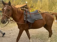Farasi dume, Karabakh horse — picha 3