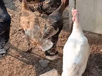 Turkeys — Foto 2