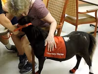 Stute, Miniature horse — Foto 7