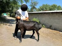 भेड़, Arashan sheep — फ़ोटो 6