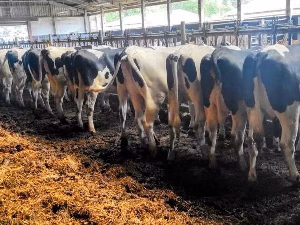 गाय, गोलस्टीन नस्ल