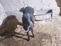 Mbuzi dume, Mbuzi — picha 6
