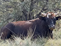 Bull, Cattle — photo 2