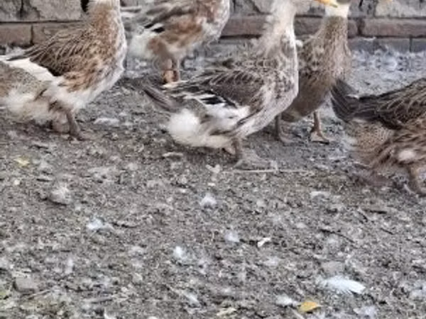 क्रेस्टेड