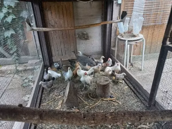 Bantam holandés