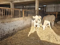 Cow, Charolais cattle — photo 4