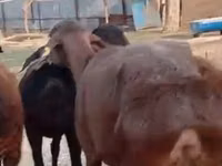 母羊, Hissar sheep — 照片 3