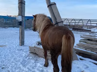 Caballo, Yakutian horse — foto 1