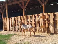 Dume la kondoo, Edilbay sheep — picha 2