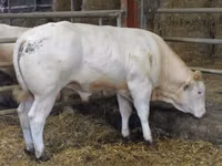 Bull, Blonde d’Aquitane cattle — photo 5