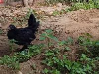 Chickens — Foto 4