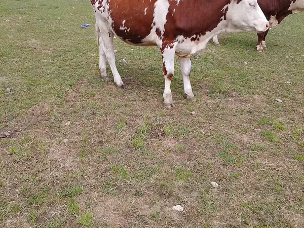 Ng'ombe jike, Simmental cattle