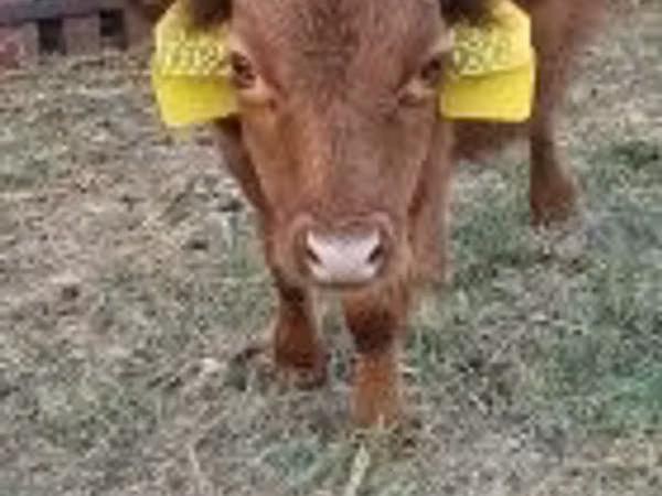 Bull, Dexter