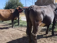 Ng'ombe jike, Russian Black pied cattle — picha 1