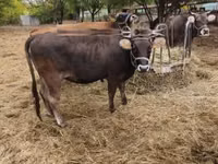 Cow, Brown Carpathian breed — photo 3