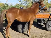घोड़ी, Hungarian horse breed — फ़ोटो 2