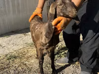 Goat, Kamori goats — photo 2