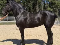 فرس, Percheron — الصورة 1