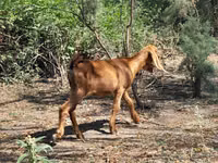 Mbuzi jike, Mbuzi — picha 6
