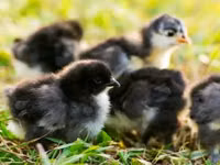Australorp — Foto 8