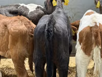 牛只（批次，未指定性别）, Simmental cattle — 照片 5