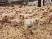 Chickens — foto 5