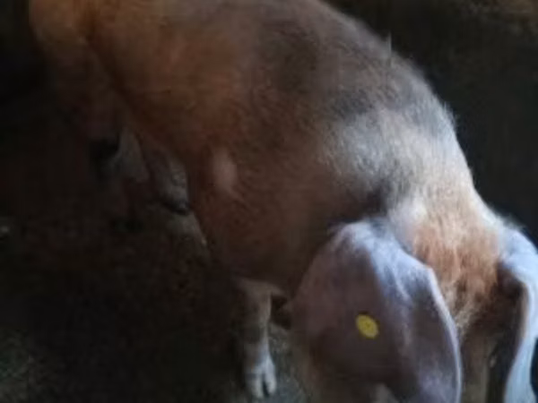 Eber, Schweine