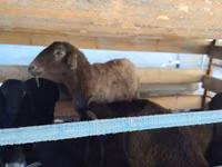 Kondoo jike, Arabi sheep — picha 4