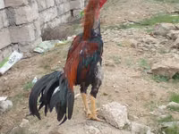 Chickens — picha 7