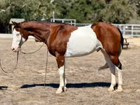 Caballo, American paint horse — foto 2