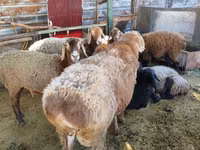 मेढ़ा, Arashan sheep — फ़ोटो 2