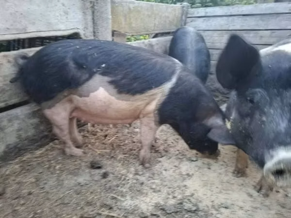 Sow, Pigs