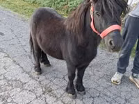 Horse (M), Horses — photo 1
