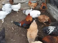 Chickens — Foto 4