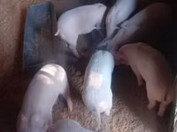 सूअर (लॉट, लिंग निर्दिष्ट नहीं) — फ़ोटो 3