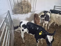 Bulle, Russian Black pied cattle — Foto 6
